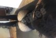 TS  YASMIN  DELUXE  -foto