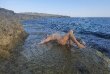 Sessile-foto