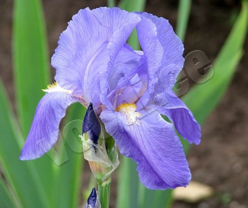 Iiris - kuva
